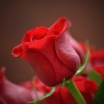 Câteva lucruri pe care ar trebui să le știi despre trandafirii tăi